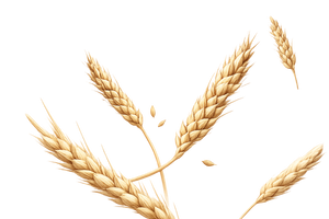 Whole Wheat